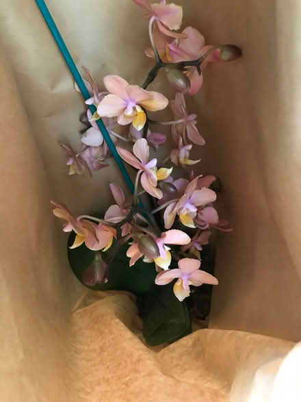 Photo of free House plant (Wootton OX13) #2