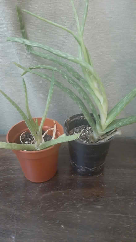 Photo of free Aloe Vera Plants (Wallingford) #1