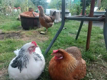 Photo of Chicken wire/mesh/fencing/frames (Norfolk Park S2) #2