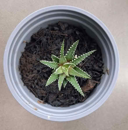Photo of free Indoor Plants (AB10) #1