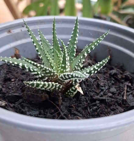 Photo of free Indoor Plants (AB10) #2