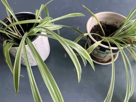 Photo of free Two spider plants (Pagham PO21) #1