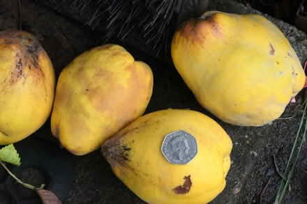 Photo of free Quince (Sherrard's Green WR14) #1