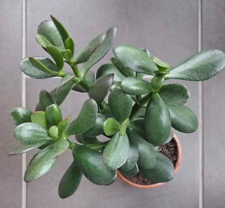 Photo of free Indoor Plants (AB10) #3