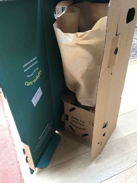 Photo of free House plant (Wootton OX13) #1