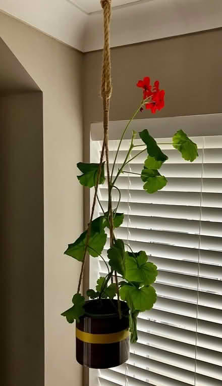 Photo of free Indoor hanging geranium plant (Torthorwald DG1) #2