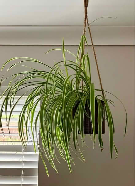 Photo of free Indoor hanging spider plant (Torthorwald DG1) #1