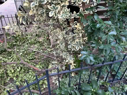 Photo of free Perennial bushes (Columbia Heights (Monroe St)) #2