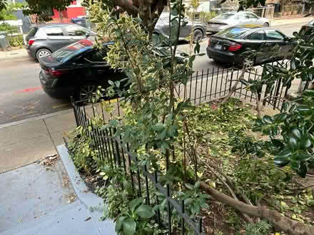 Photo of free Perennial bushes (Columbia Heights (Monroe St)) #3