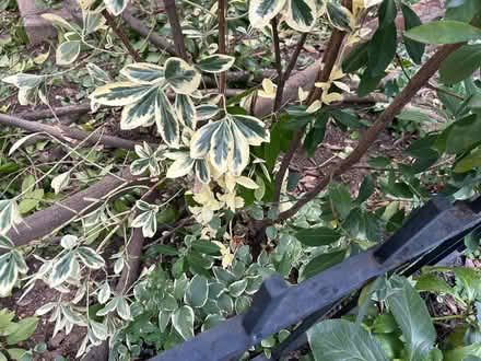 Photo of free Perennial bushes (Columbia Heights (Monroe St)) #1