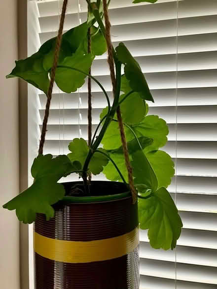 Photo of free Indoor hanging geranium plant (Torthorwald DG1) #3