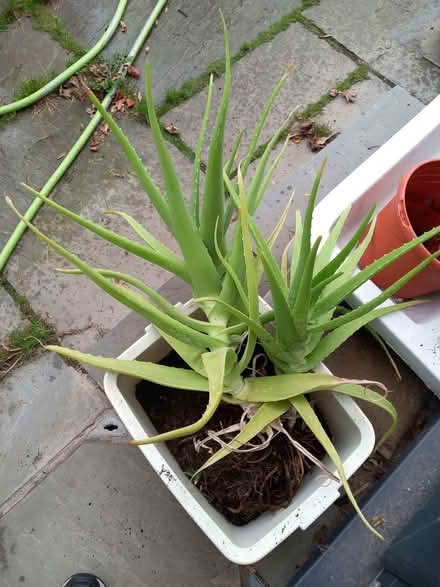 Photo of free Huge Aloe Vera Plant (Aston-on-Trent DE72) #1