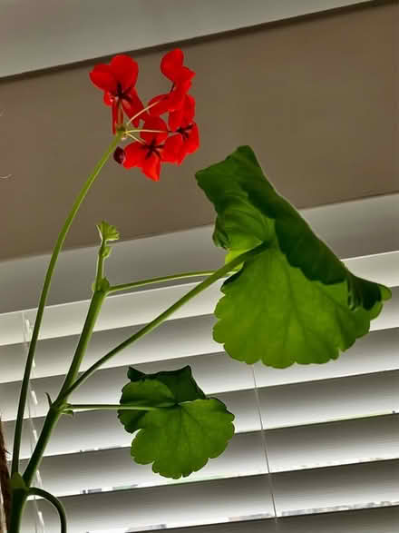 Photo of free Indoor hanging geranium plant (Torthorwald DG1) #1