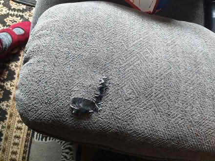 Photo of free Small sofa (Frome, Whatcombe rd area) #1