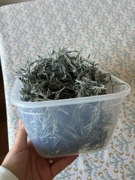 Photo of free Dried Lavender (Stanway, CO3) #1