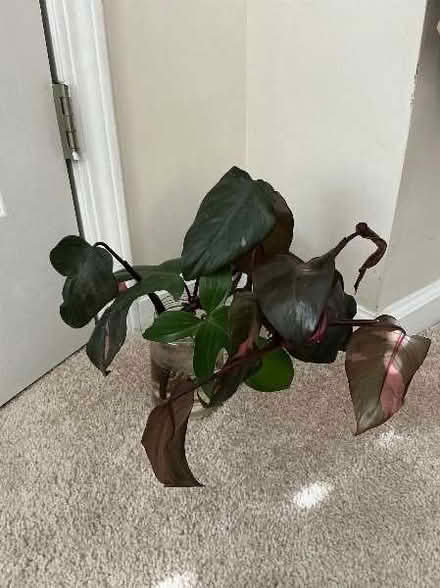 Photo of free House plant cuttings (Pleasant hill) #1