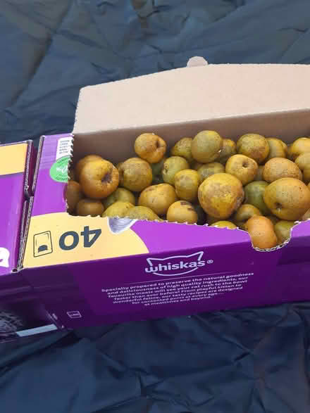 Photo of free 2 Boxes of quince for jam making (Darlington) #2