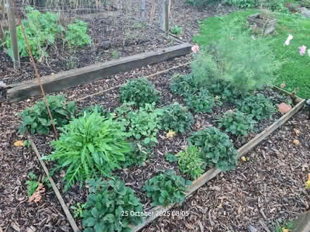 Photo of free Strawberry plants (BS24) #2