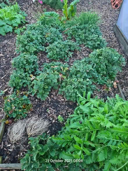 Photo of free Strawberry plants (BS24) #1