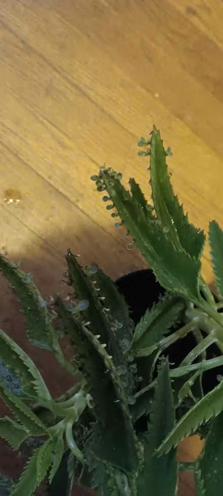 Photo of free mother of thousands plant (melrose) #1