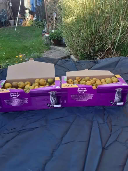 Photo of free 2 Boxes of quince for jam making (Darlington) #1