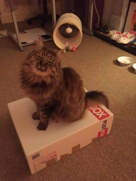 Photo of free cat food (Deal) #4