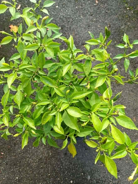 Photo of free Chilli pepper plant (Hockley Port B18) #2