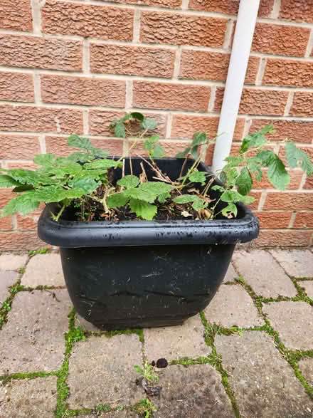 Photo of free Blackberry bushes (New Tupton S42) #2