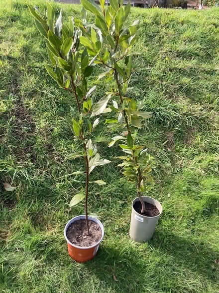 Photo of free Bay tree x 2 (Wallands Park BN7) #1