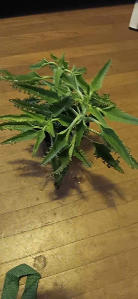 Photo of free mother of thousands plant (melrose) #2