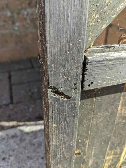 Photo of free Trellis (Needs some TLC) (PL4 Greenbank.) #3