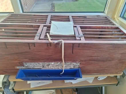 Photo of free Bird/pigeon related transport (Heywood OL10) #4