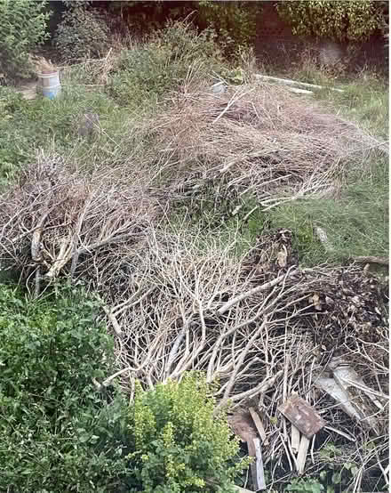 Photo of free Wood for bonfires or fire pits (CT11) #1