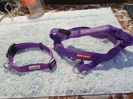 Photo of free Collar & Harness Beagle Size (Booker HP12) #1