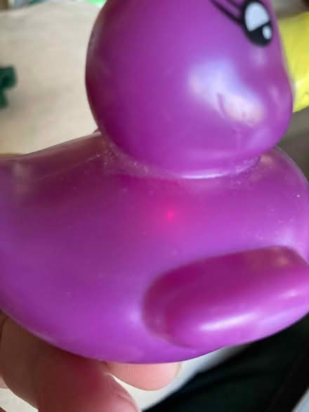 Photo of free Little mauve duck (CM12) #2