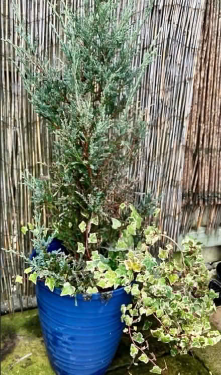 Photo of free Dwarf Conifer +Ivy & Pot (Torthorwald DG1) #1
