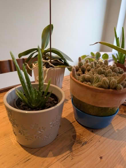 Photo of free Houseplants (Wokingham RG41) #3