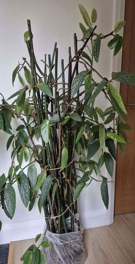 Photo of free Begonia tamaya (Bamboo begonia) (Kidlington OX5) #2