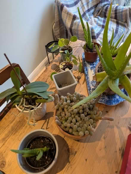 Photo of free Houseplants (Wokingham RG41) #2
