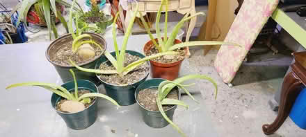 Photo of free Aloe Plants (White Plains, New York) #1
