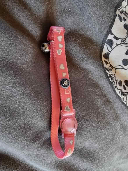 Photo of free Cat collar (Stonehouse) #1