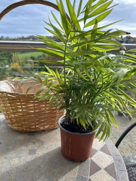 Photo of free Houseplant and plant basket (South Woodchester GL5) #1