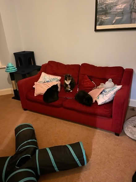 Photo of free Two seater sofa bed (Guildford) #1