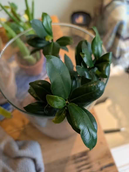 Photo of free Houseplant (Wokingham RG41) #2