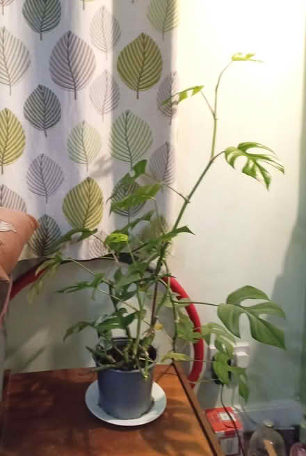 Photo of free Cheeseplant (Slateford EH14) #2