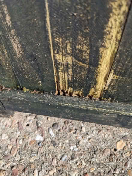 Photo of free Trellis - Needs Some TLC (PL4) #3