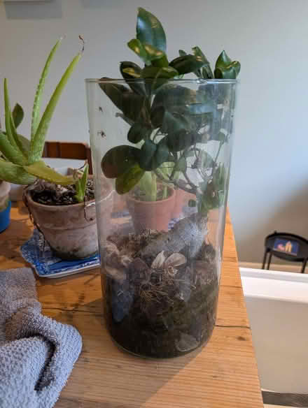 Photo of free Houseplant (Wokingham RG41) #1