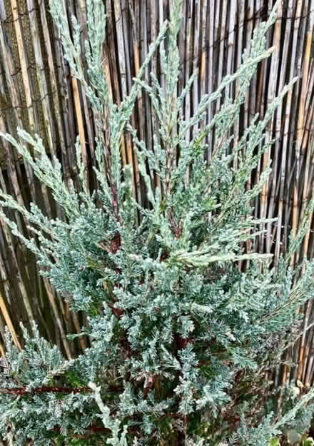 Photo of free Dwarf Conifer +Ivy & Pot (Torthorwald DG1) #2