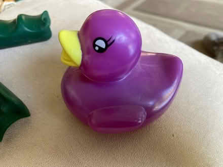 Photo of free Little mauve duck (CM12) #1