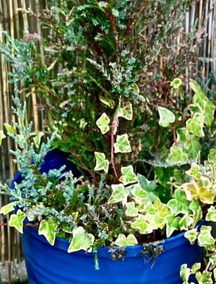 Photo of free Dwarf Conifer +Ivy & Pot (Torthorwald DG1) #3